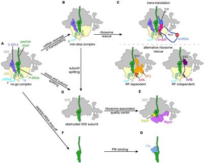 Ribosome Rescue Pathways in Bacteria